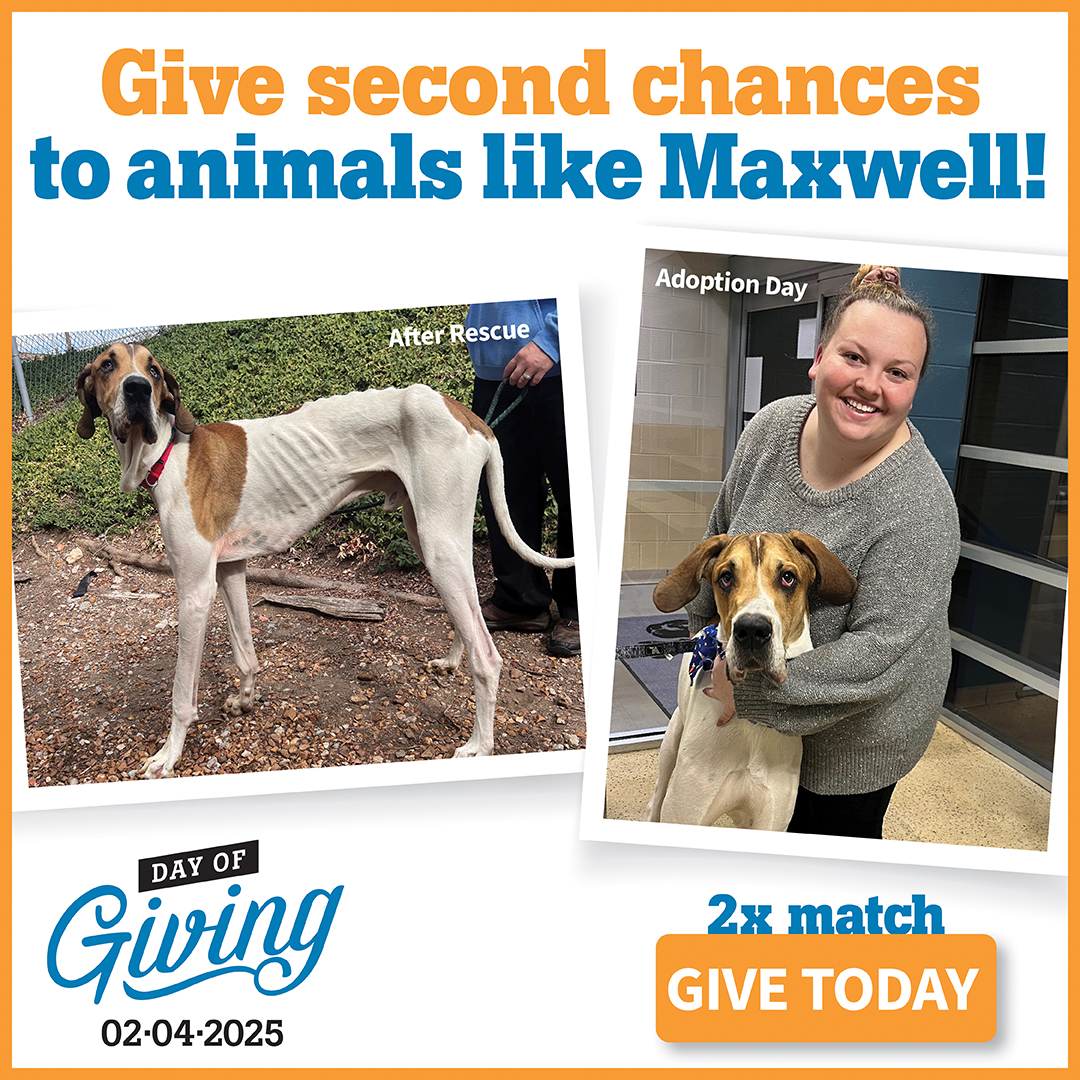 Give second chances to animals like Maxwell! Day of Giving 2-4-25 Give today