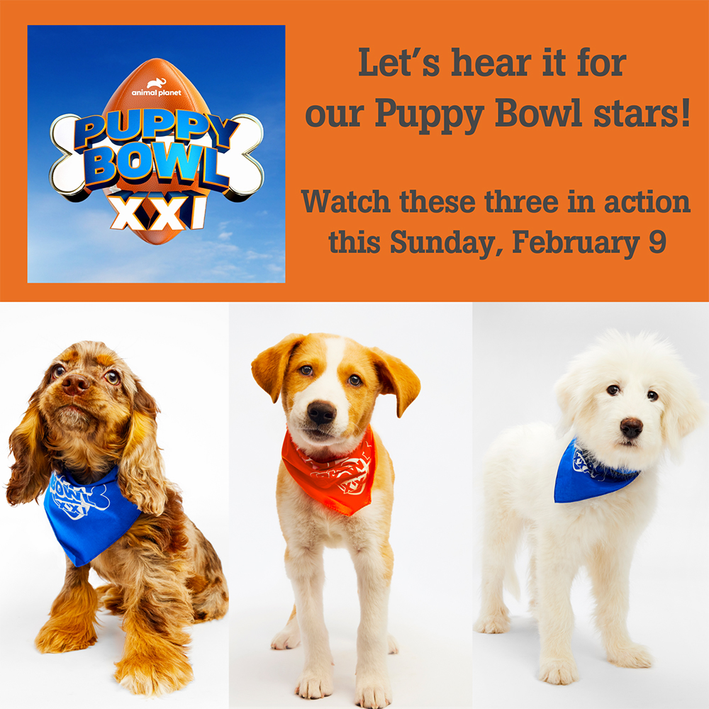 Puppy Bowl stars -- watch in action Feb 9