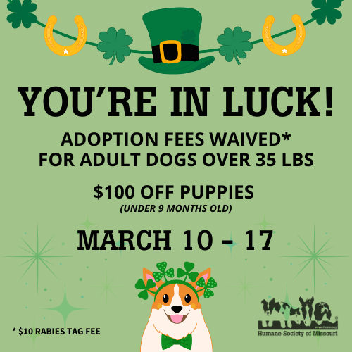 adoption fees waived March 10-17 2025