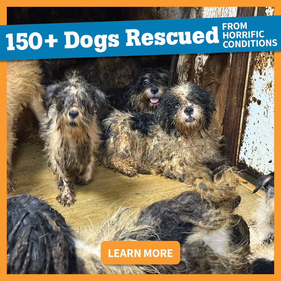 150 dogs rescued from horrific conditions | Learn More