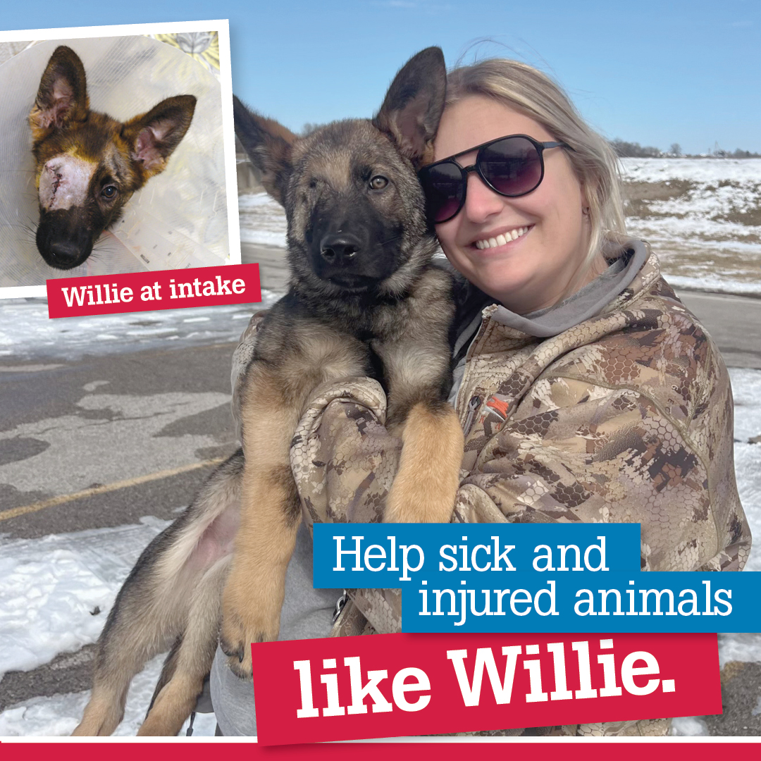Help sick and injured animals like Willie