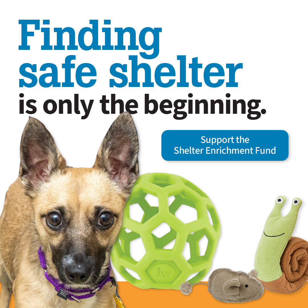 Finding safe shelter is only the beginning | Support the Shelter Enrichment Campaign