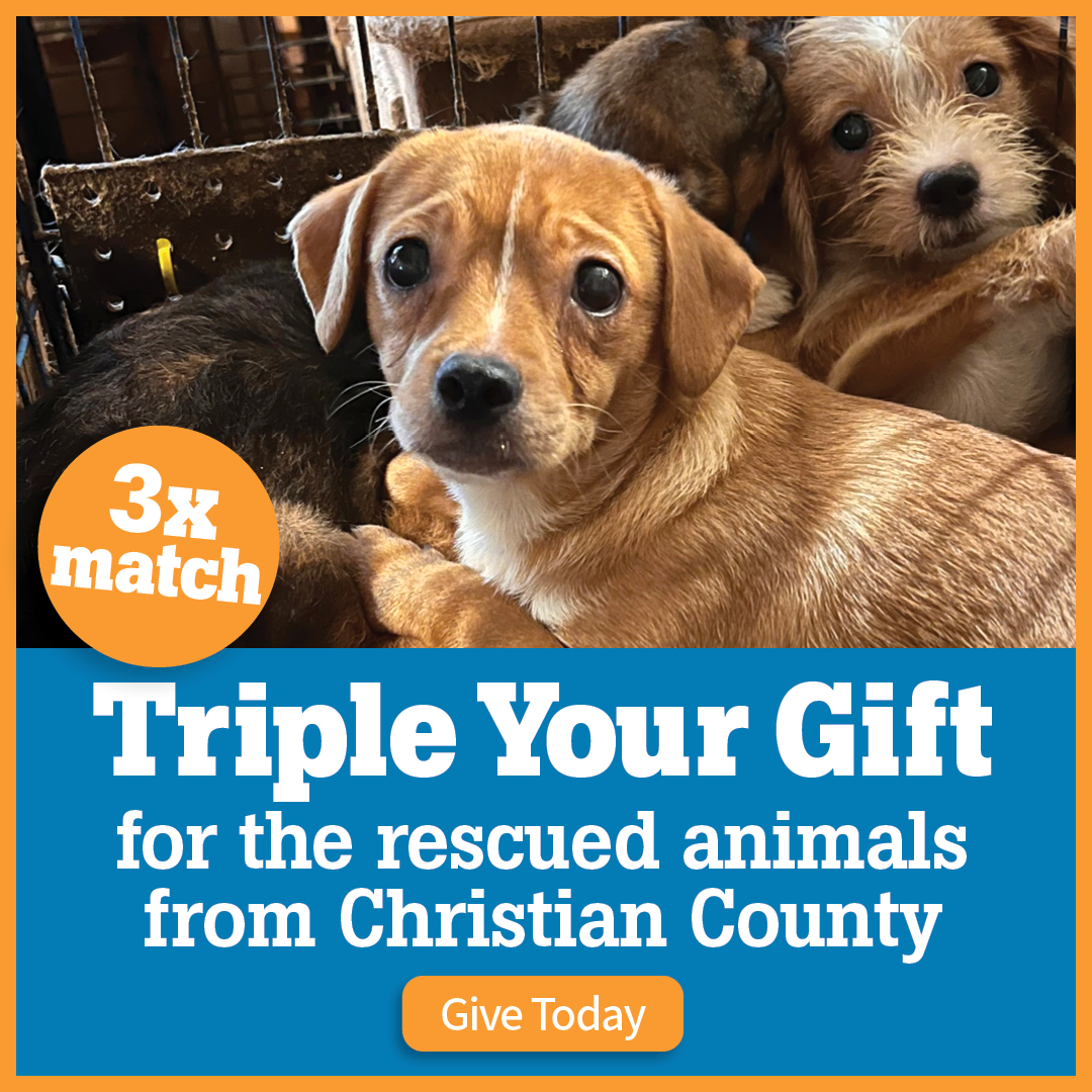 Triple your gift for the rescued animals from Christian County