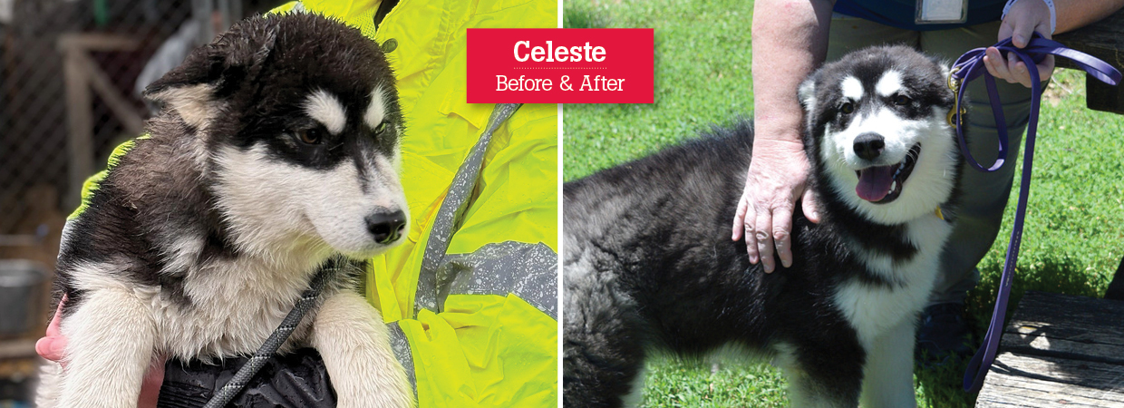 Celeste at rescue and after rehabilitation