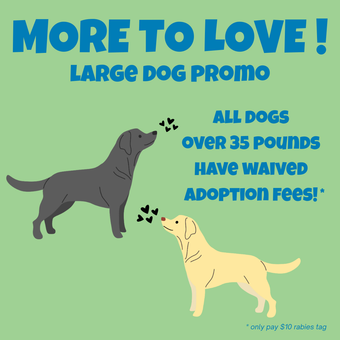 All dogs over 35 pounds have waived adoption fees