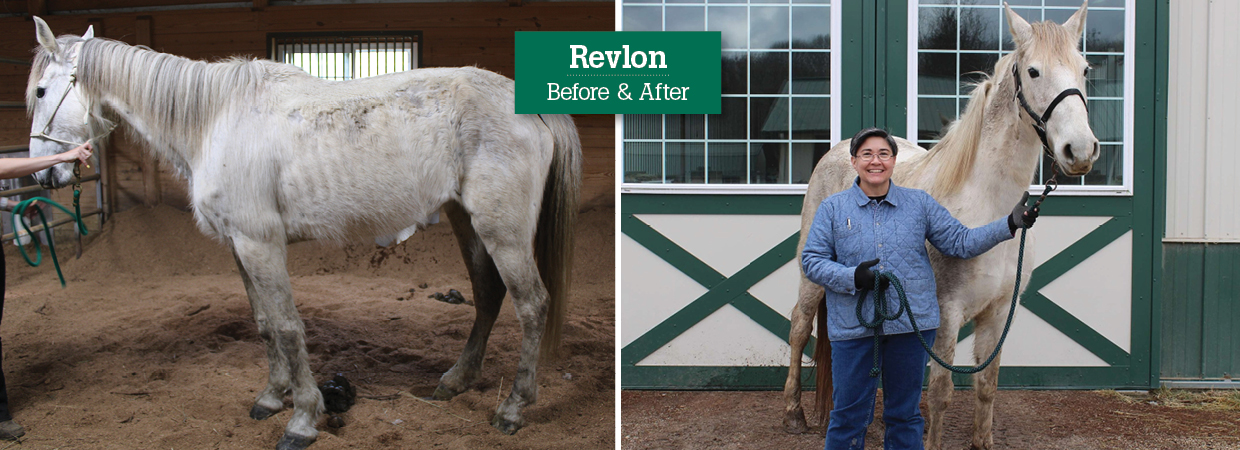 Revlon the horse at rescue and after rehabilitation