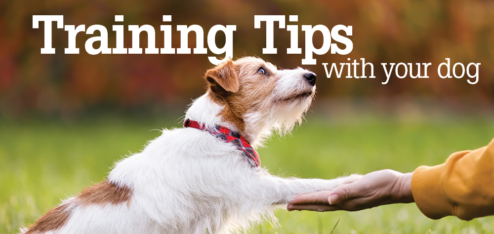 Training tips with your dog