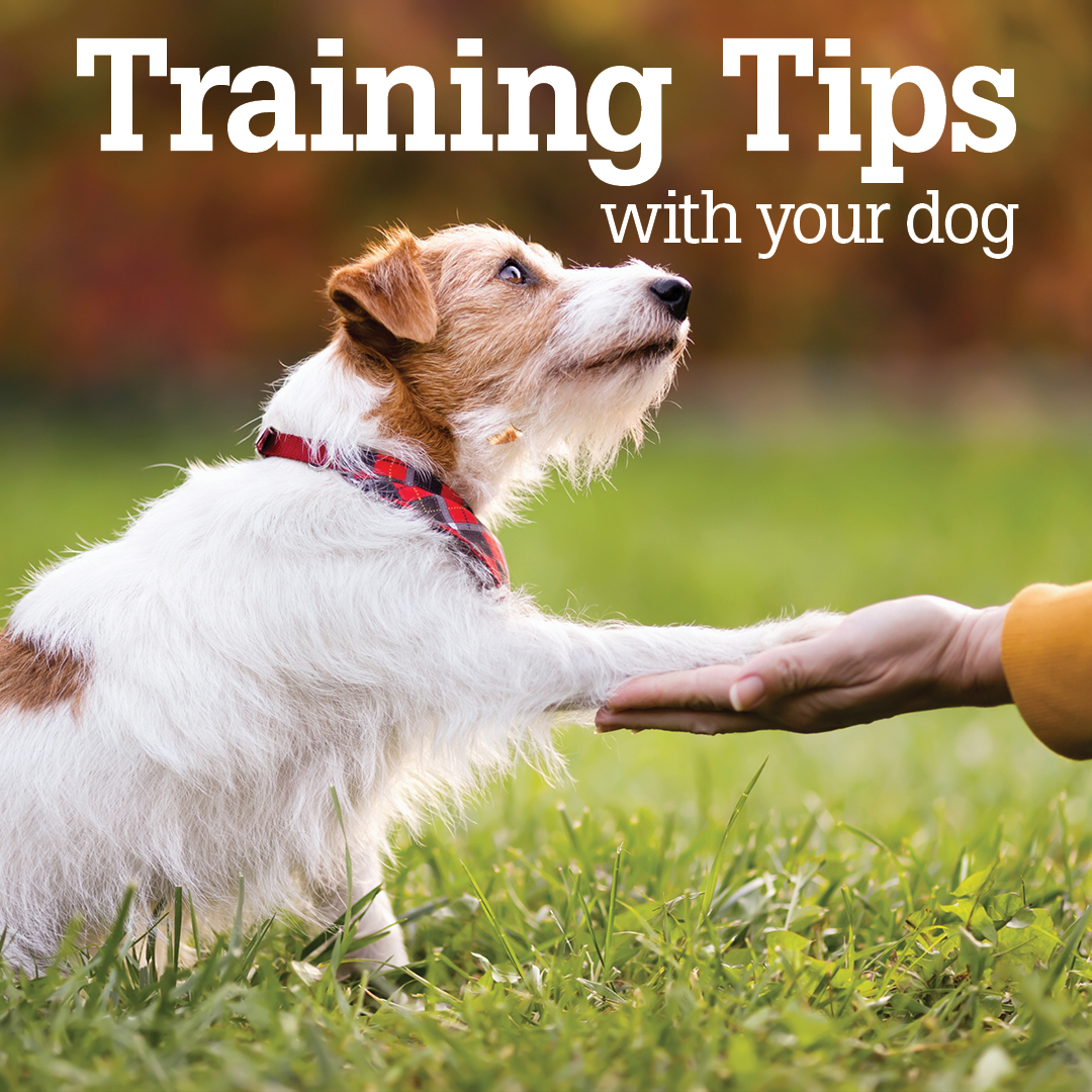 Training tips with your dog