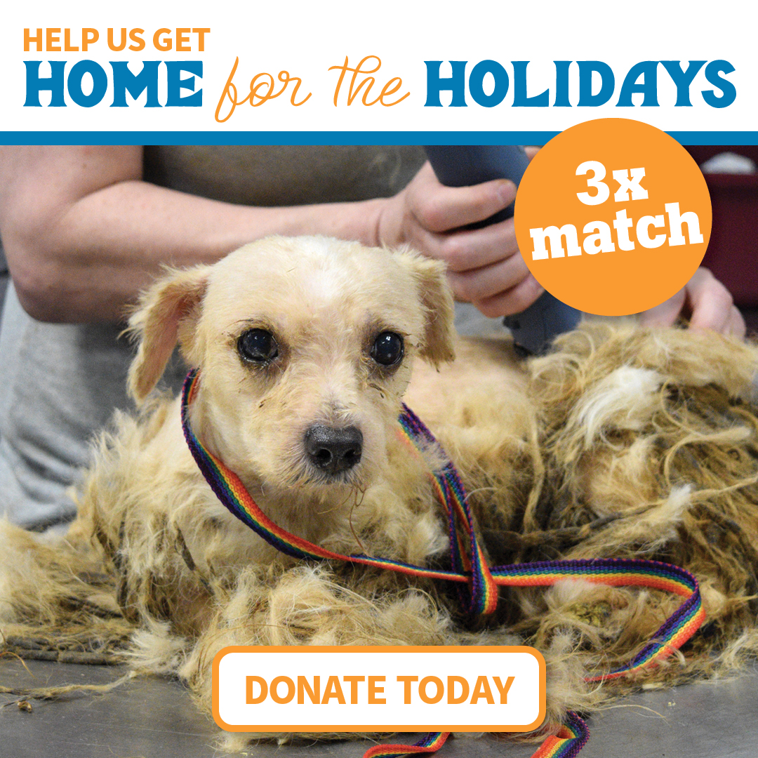 Home for the holidays -- 3x match