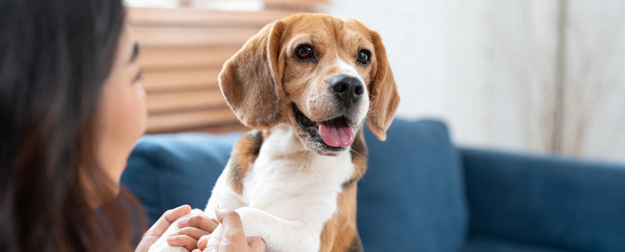 happy beagle at home
