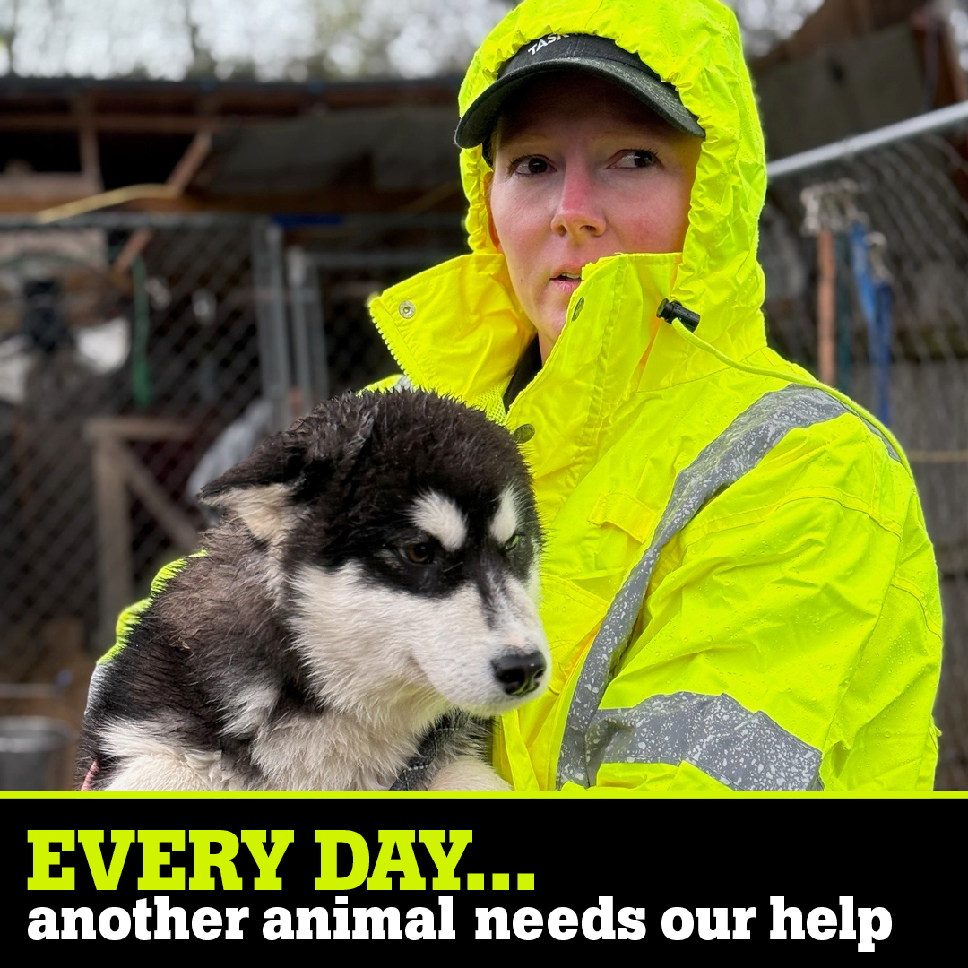 Every day another animal needs our help