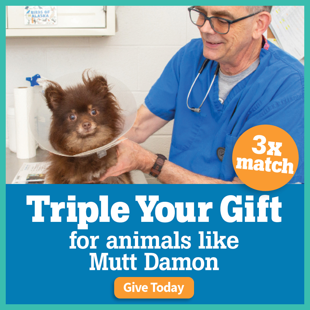 Triple your gift for animals like Mutt Damon -- GIVE IN APRIL