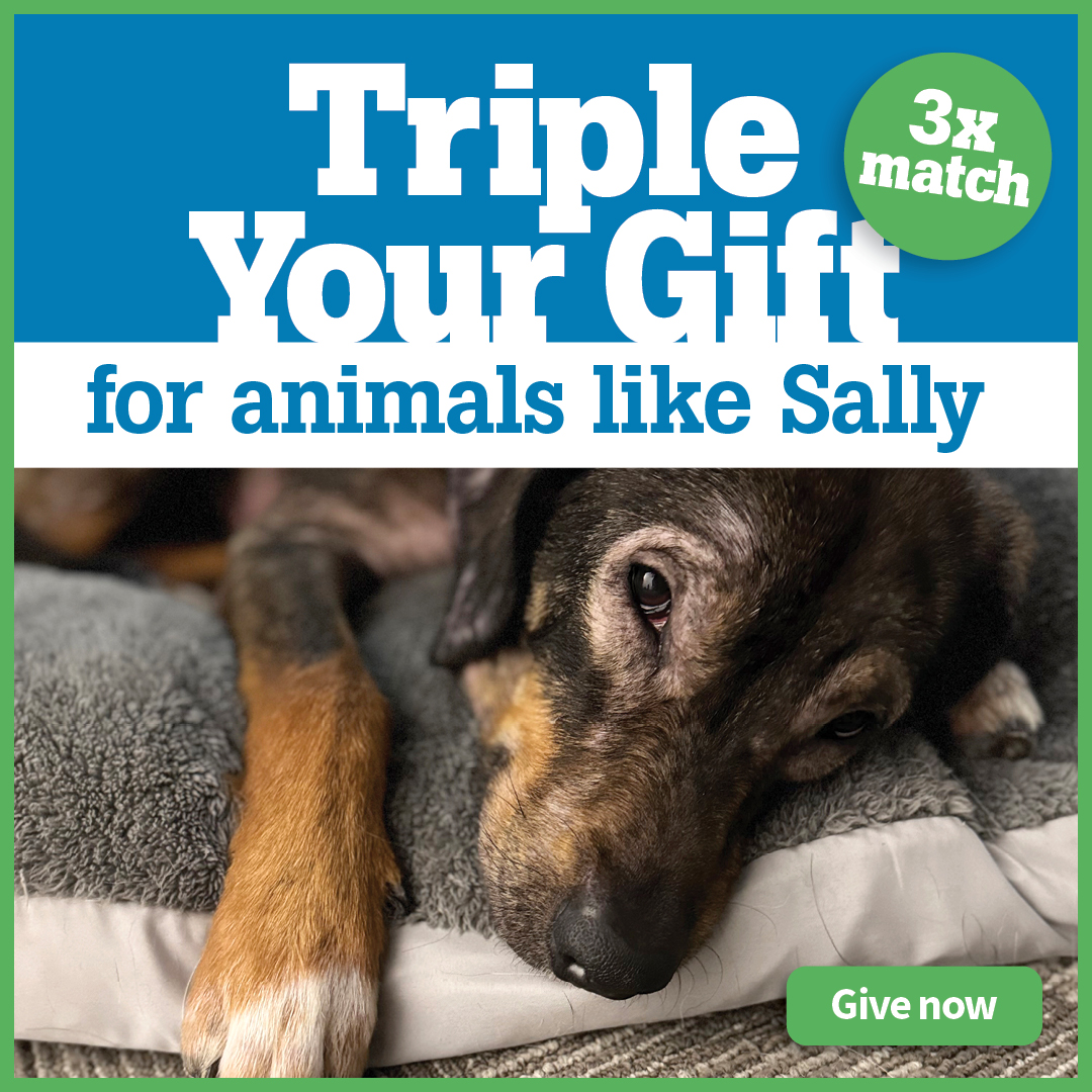 Triple your gift for animals like Sally